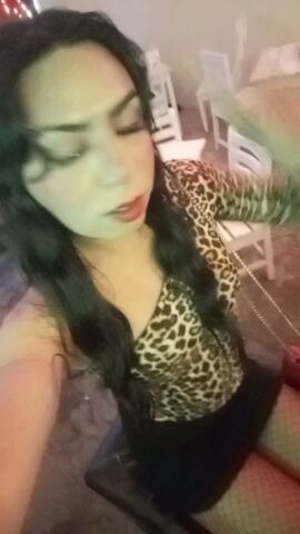 Gatita Britany