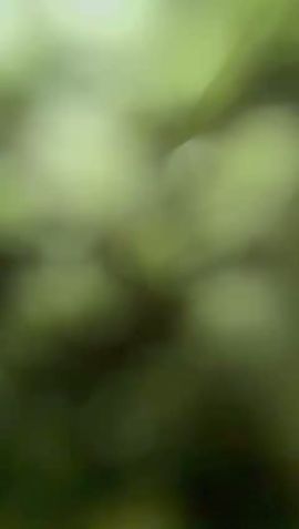 Zumi Beltrán Da Silva 